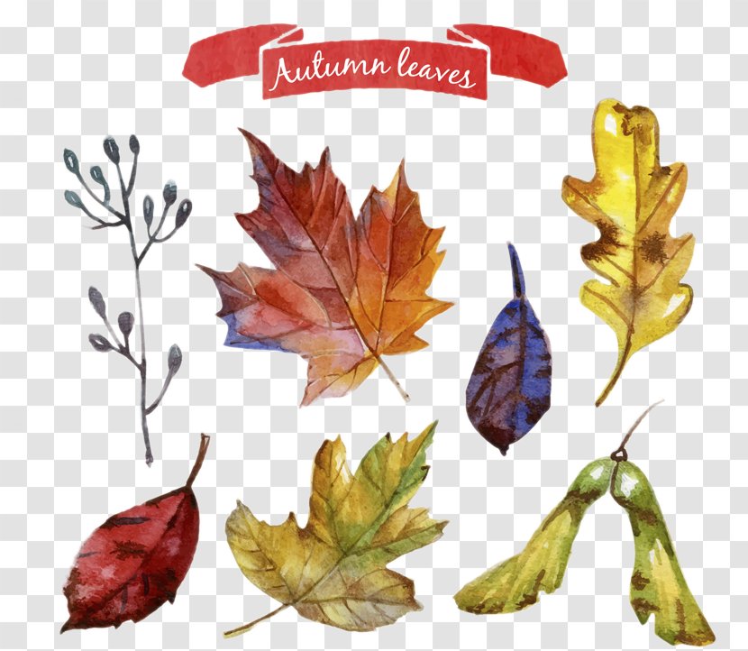 Autumn Leaf Color Maple - Tree - Leaves Painted Design Vector Material Transparent PNG