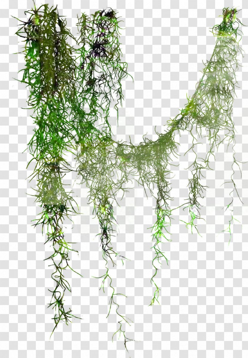 Liana Tree Leaf Photography Plant Stem - Flower Transparent PNG