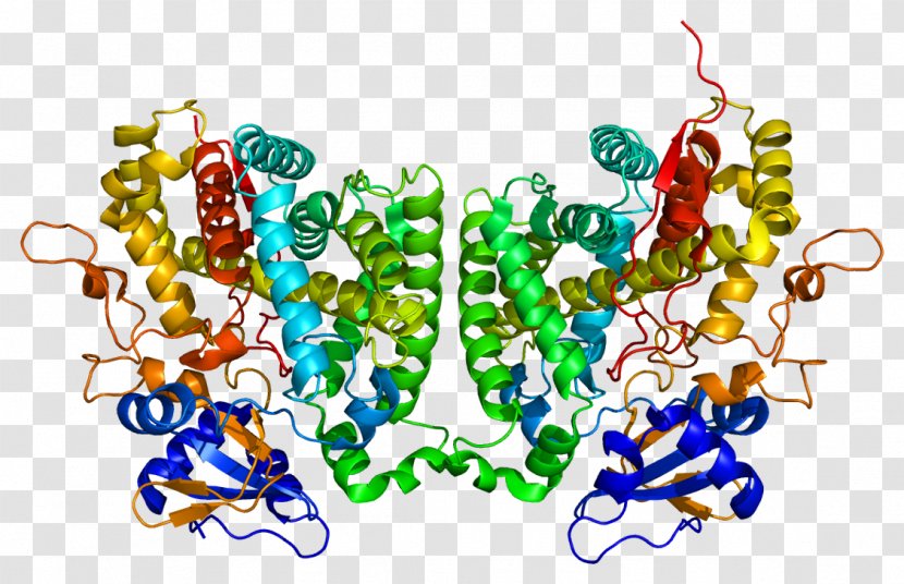 CYP2R1 Calcifediol Cytochrome P450 Vitamin D Enzyme - Protein - Family 1 Member A1 Transparent PNG