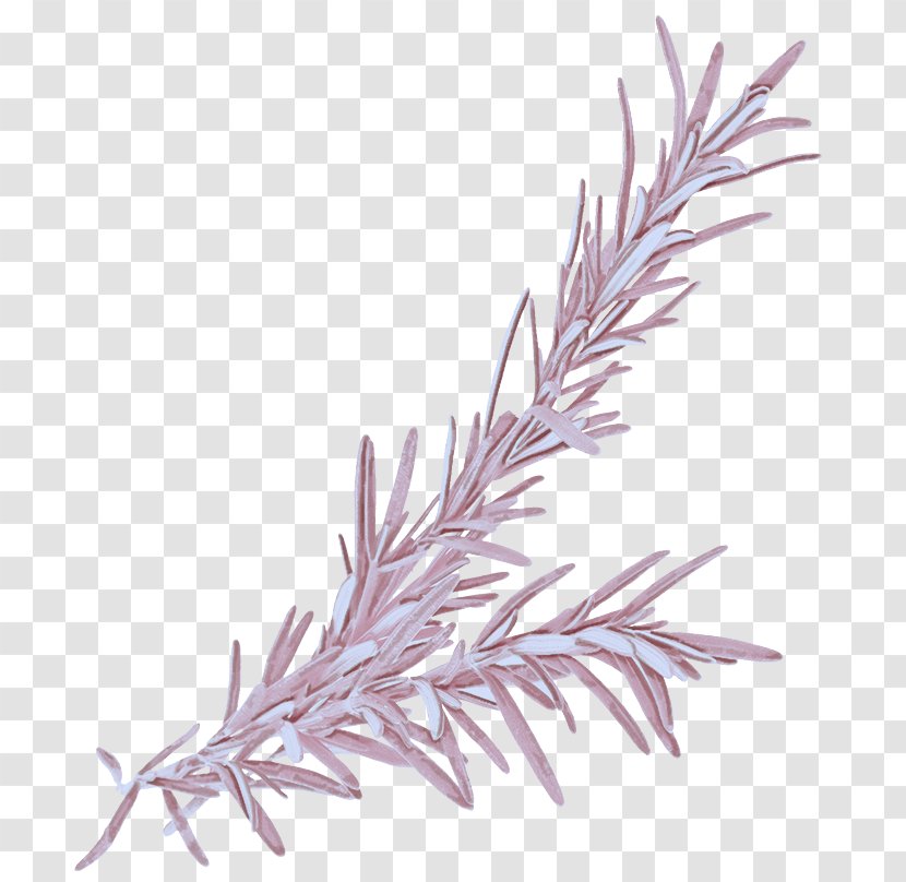 Colorado Spruce Plant Twig Grass Family - Elymus Repens - White Pine Red Juniper Transparent PNG
