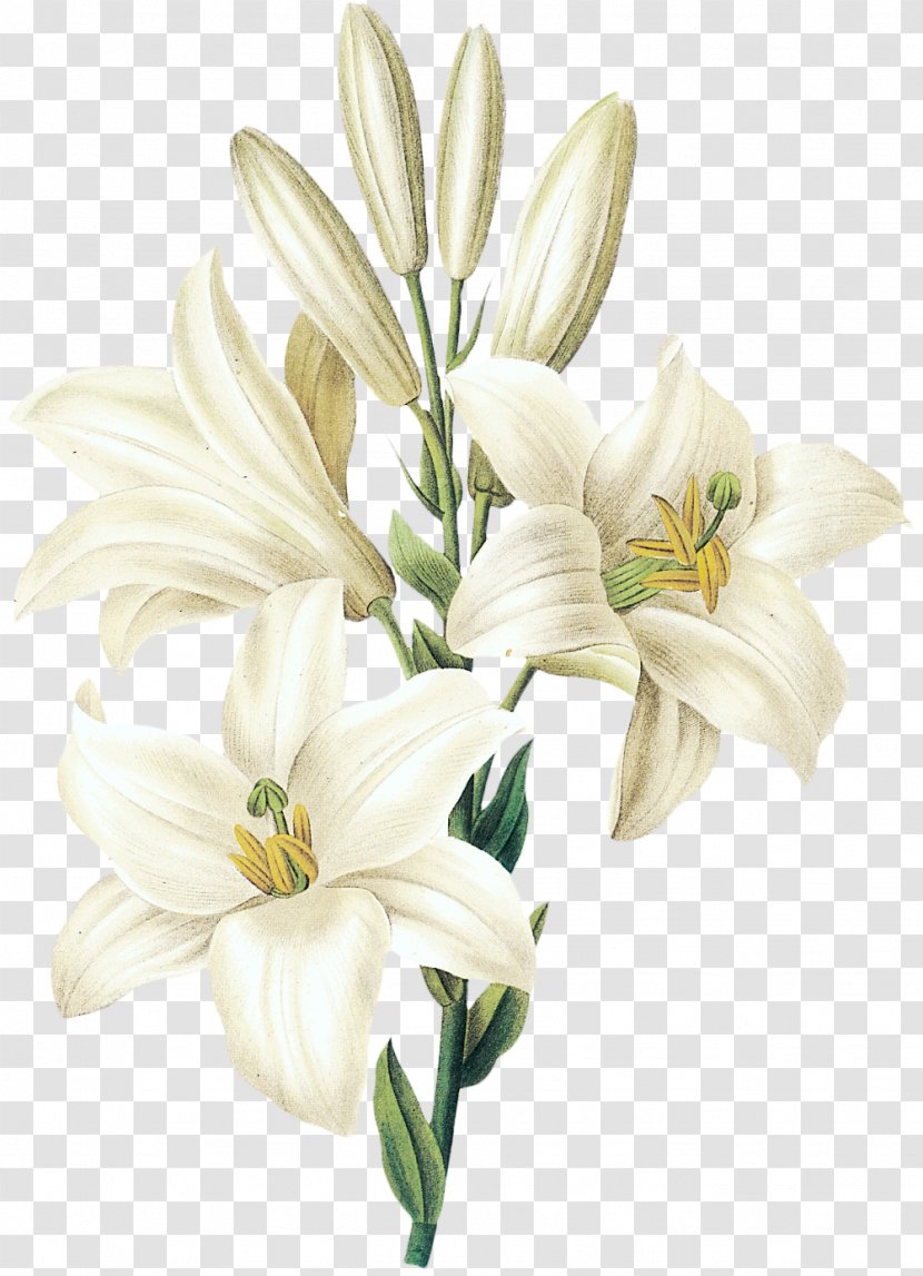 Lilium Candidum Printmaking Botany Botanical Illustration - Cicely Mary Barker - Sesame White Lily Flower Transparent PNG