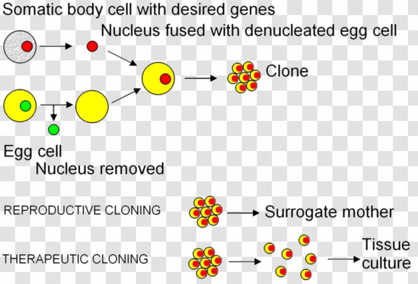 Somatic Cell Nuclear Transfer Cloning Embryonic Stem - Parallel - Embryo Transparent PNG