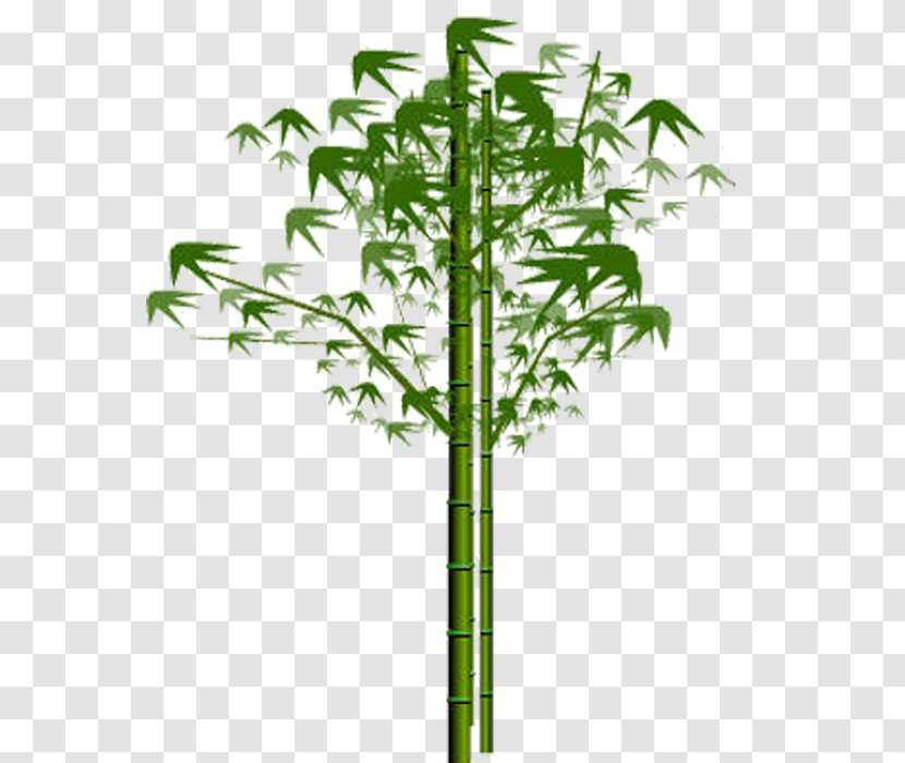 Bamboo Euclidean Vector Plant - Blossom Transparent PNG