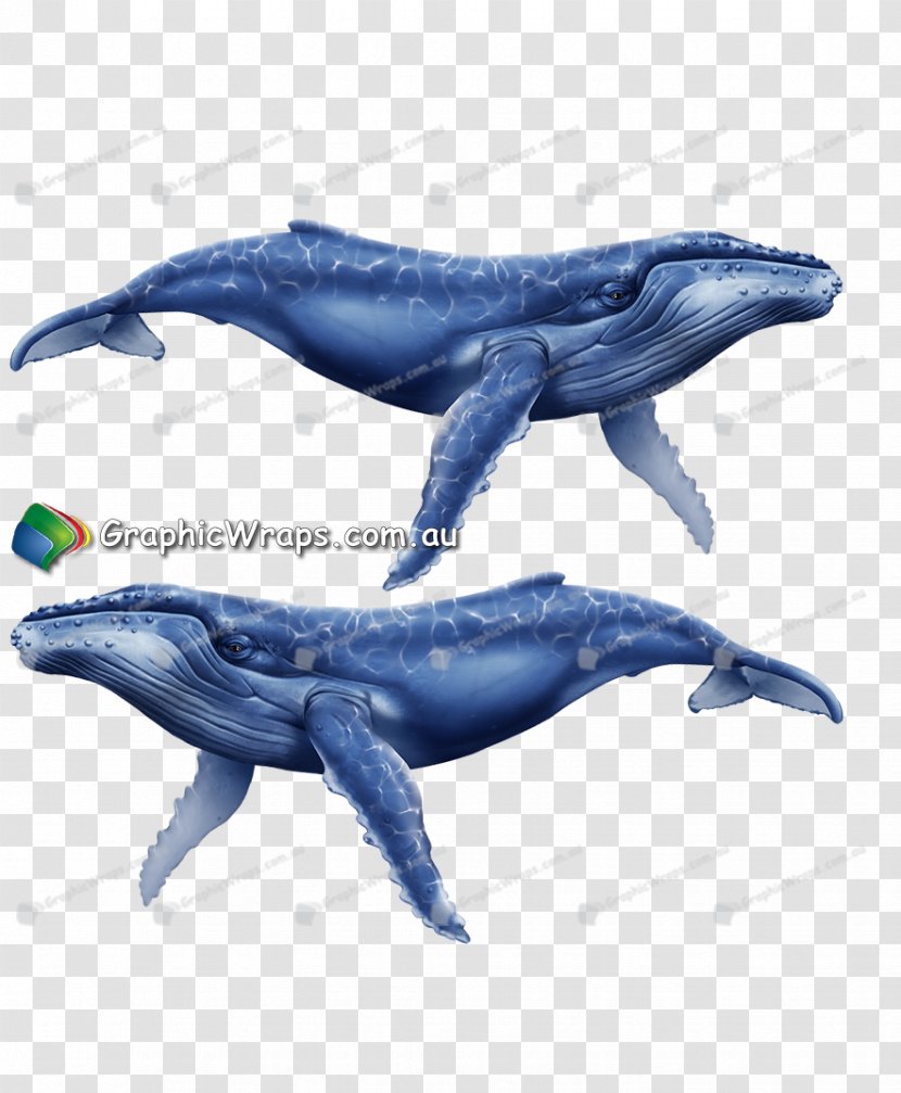 Common Bottlenose Dolphin Rough-toothed Tucuxi Wholphin Porpoise - Whale Transparent PNG
