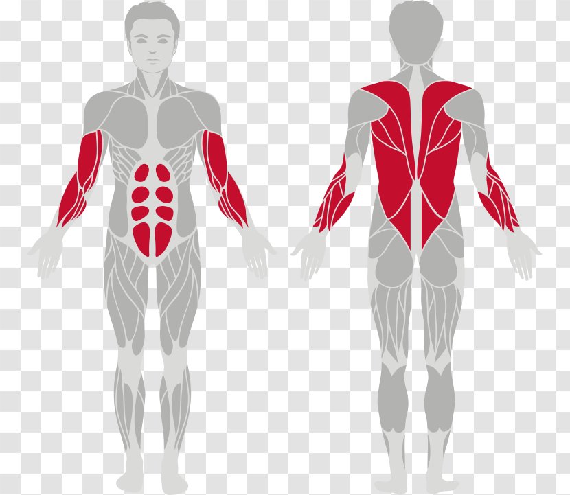 Muscular System Muscle Human Body Pull-up Exercise - Heart - The Upper Arm Transparent PNG