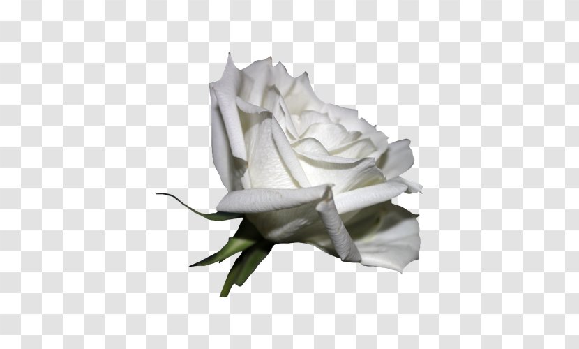 Rosa Chinensis - Cut Flowers - Beautiful White Roses Transparent PNG