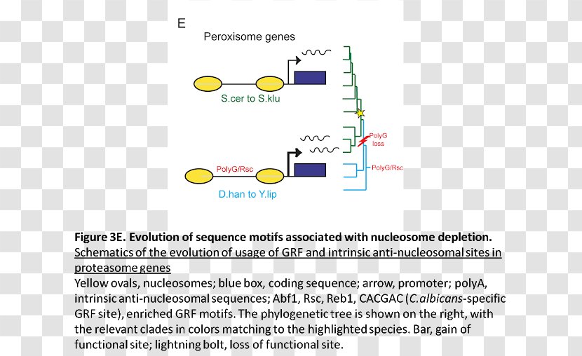 Research Peroxisome Hypothesis Abstract Reactive Oxygen Species - Diagram - Chromatin Transparent PNG