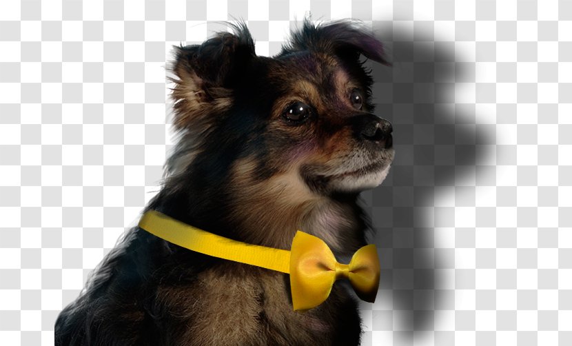 Dog Breed Puppy Companion Empresas Lipigas Transparent PNG