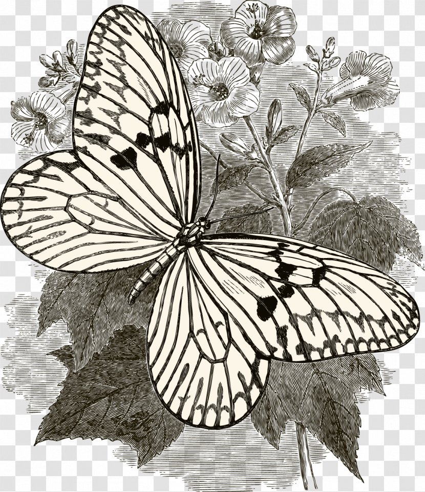 Butterfly Insect Collecting Drawing - Symmetry - Pen Transparent PNG