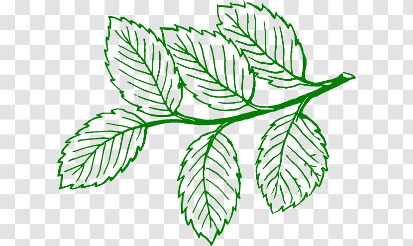 Leaf Tree Drawing Clip Art - Flora - Outline Transparent PNG