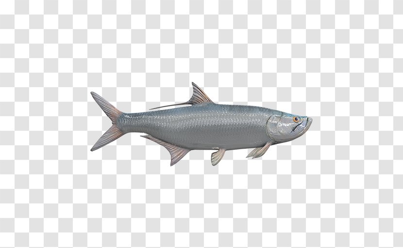 Sardine Oily Fish Coho Salmon 09777 Anchovy - Forage Transparent PNG