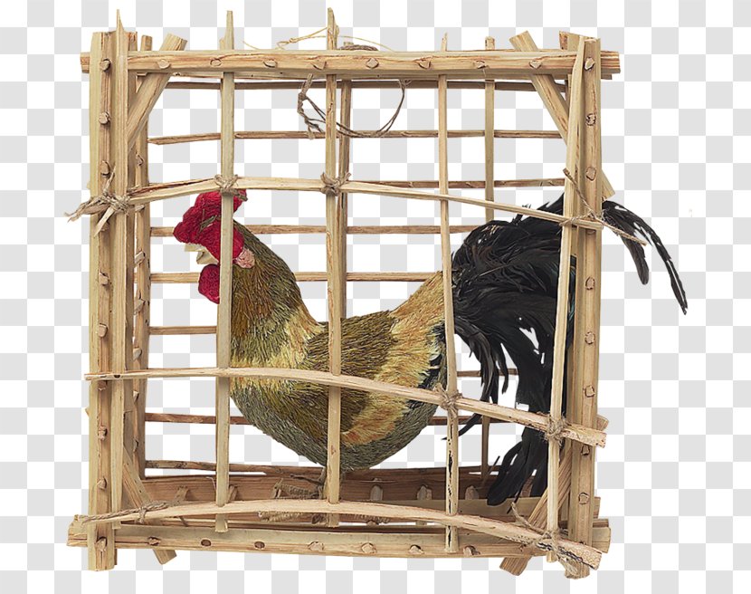 Rooster Cage Chicken Hen Kifaranga - Phasianidae Transparent PNG