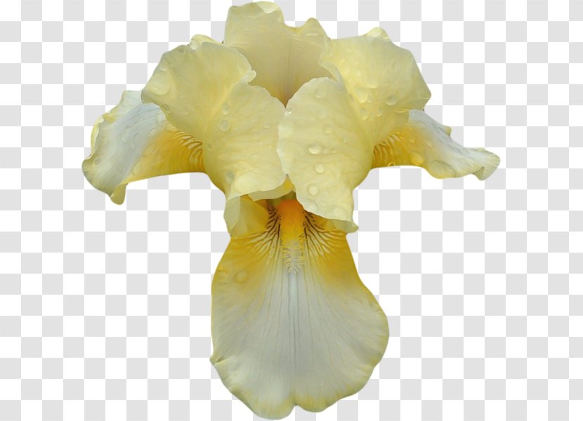 Irises Perfume Orchids Cosmetics Transparent PNG
