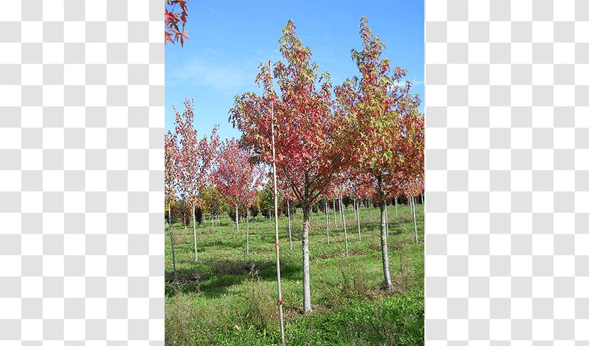 Sugar Maple Tree Shrub Sweetgum Deciduous - Plane Trees Transparent PNG