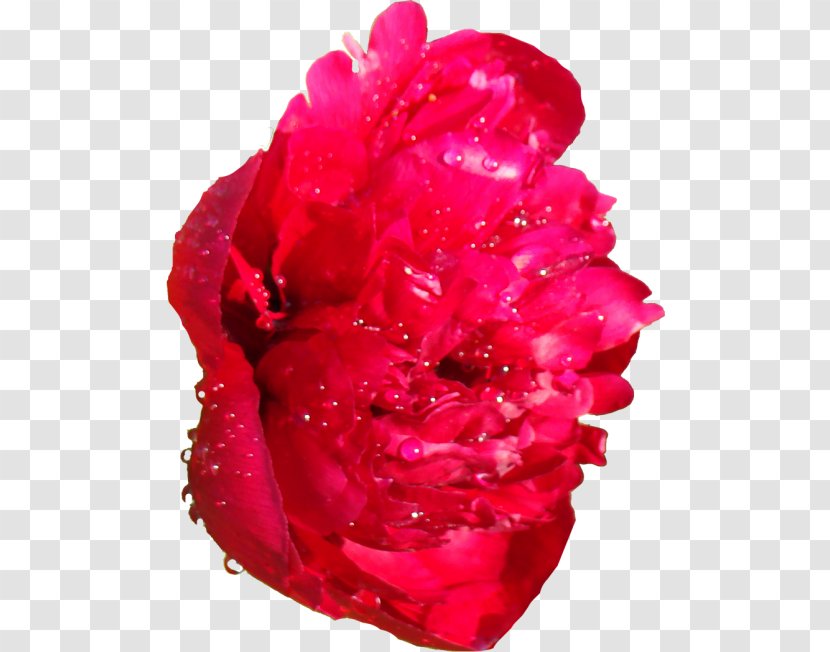 Garden Roses Peony Email Blog Clip Art - Color Transparent PNG