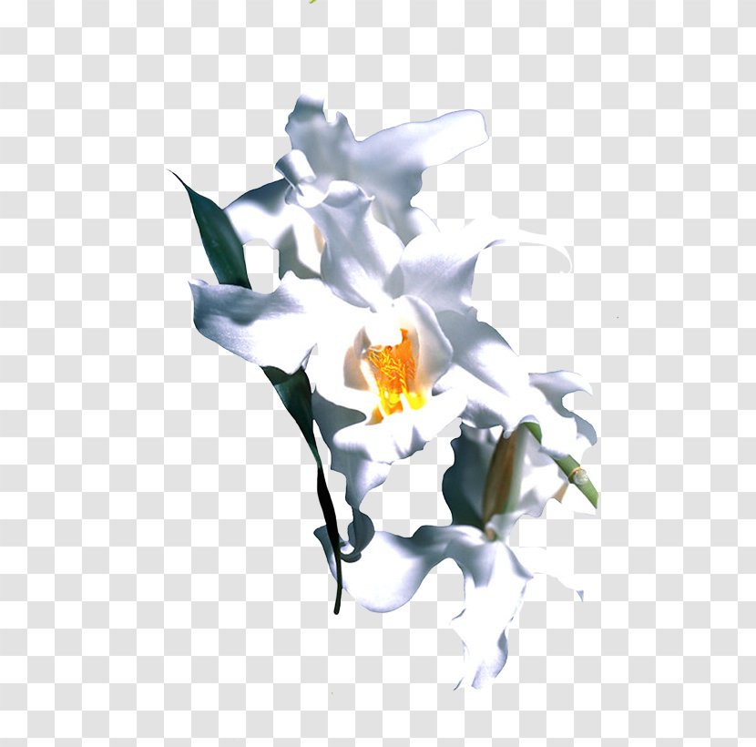 Rose Family Cut Flowers Floral Design Smurfette Desktop Wallpaper - Plant Transparent PNG