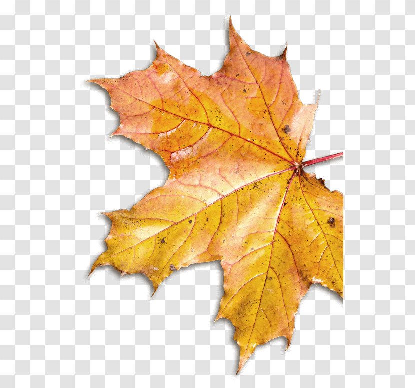 Maple Leaf Plane Trees - Deciduous - Sugar Leaves Transparent PNG