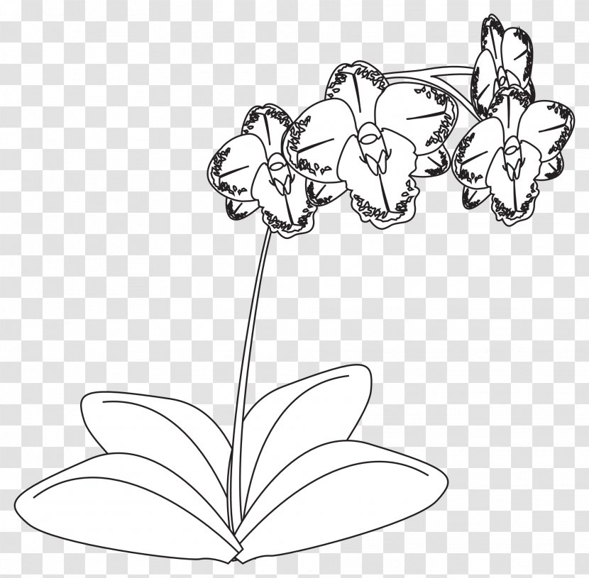 Drawing Orchids Black And White Line Art Clip - Cut Flowers - Orchid Transparent PNG