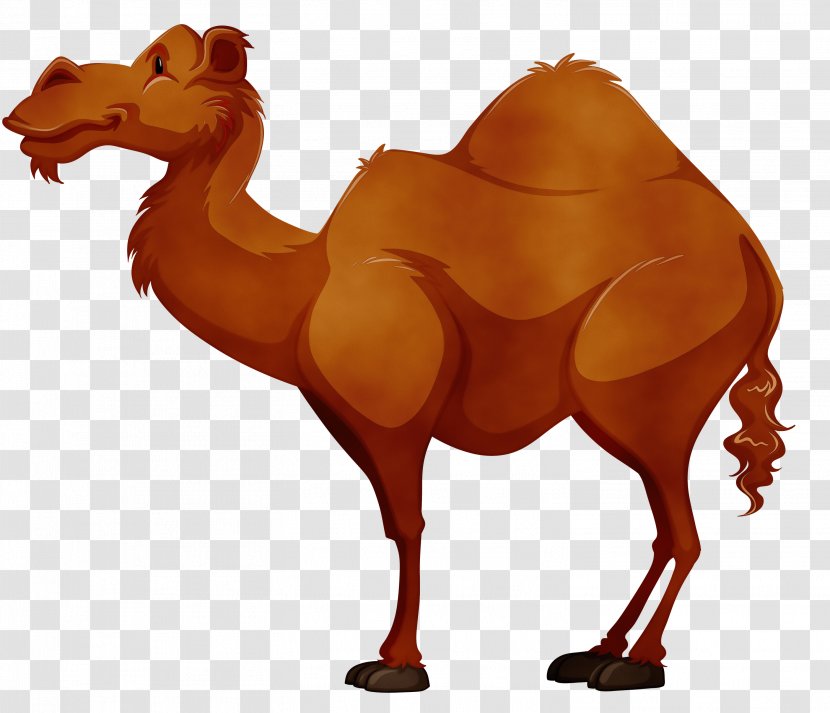 Camel Camelid Arabian Bactrian Terrestrial Animal - Livestock - Wildlife Transparent PNG