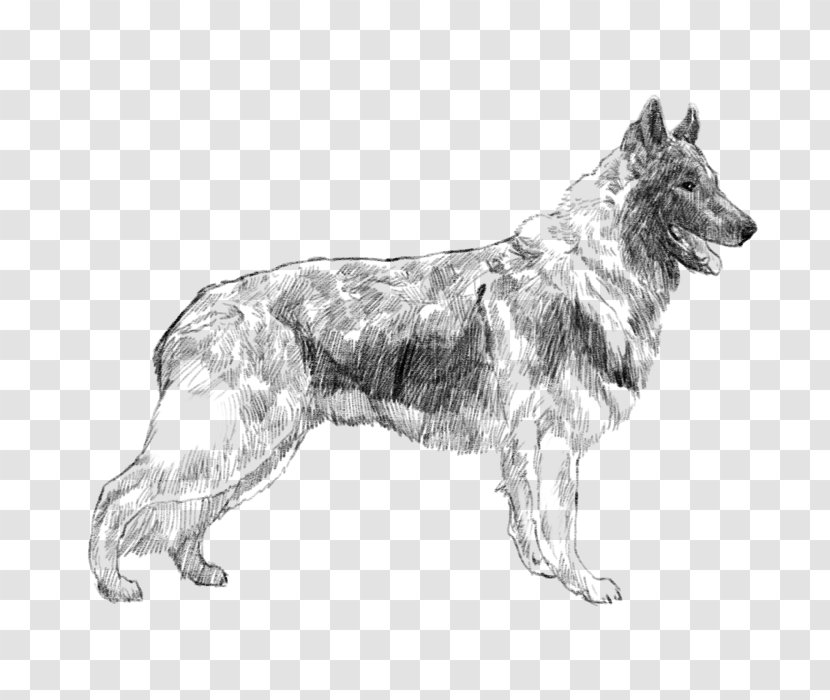 German Shepherd Kunming Wolfdog Tervuren Shiloh Dog Breed - Group Transparent PNG