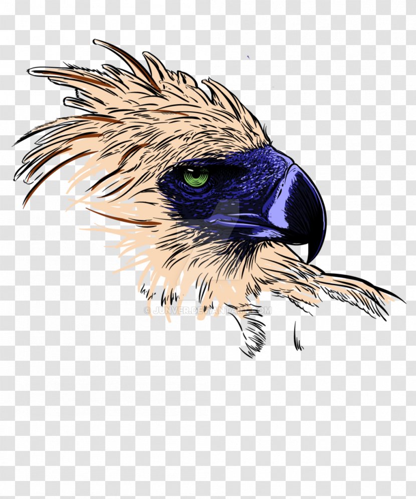 Philippine Eagle Philippines Bald Clip Art - Bird Of Prey Transparent PNG