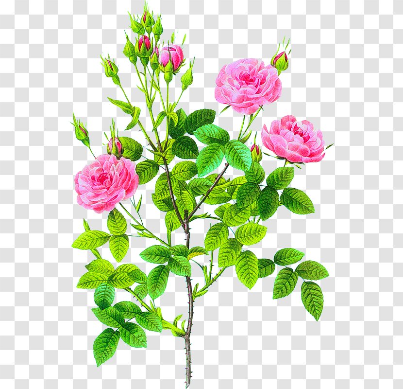 Pierre-Joseph Redouté (1759-1840) Les Roses Flowers Cabbage Rose - Garden Transparent PNG