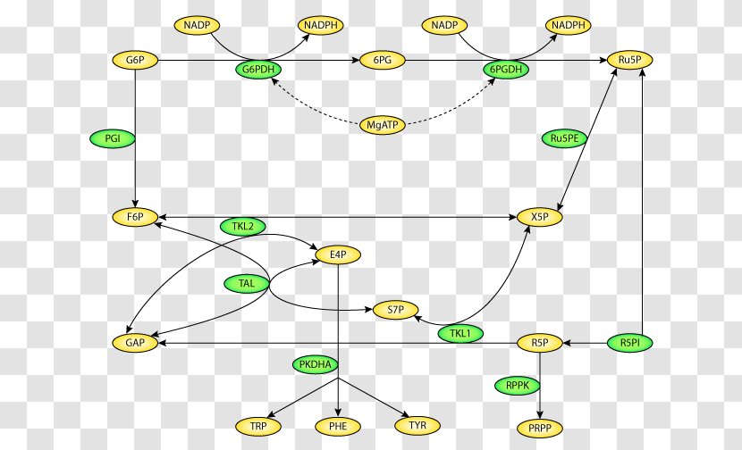 CellML Pentose Phosphate Pathway Point Information Pattern - Xylulose 5phosphate Transparent PNG