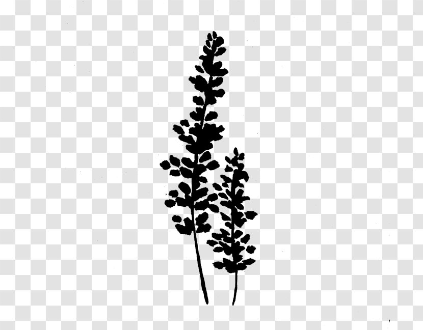 Leaf Pine Plant Stem Font Line - Conifer Transparent PNG