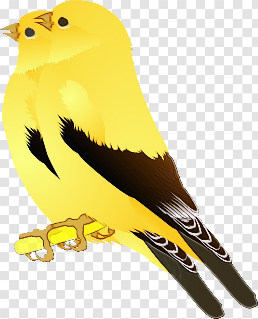 Bird Beak Atlantic Canary Yellow Songbird - Wet Ink - Old World Oriole Finch Transparent PNG