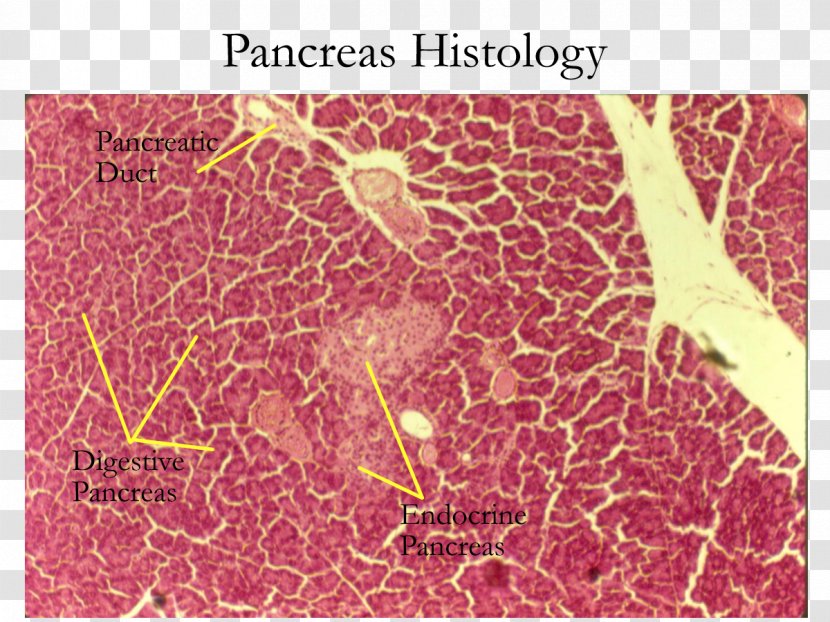 Exocrine Gland Pancreas Histology Endocrine System - Flower - Glands Transparent PNG