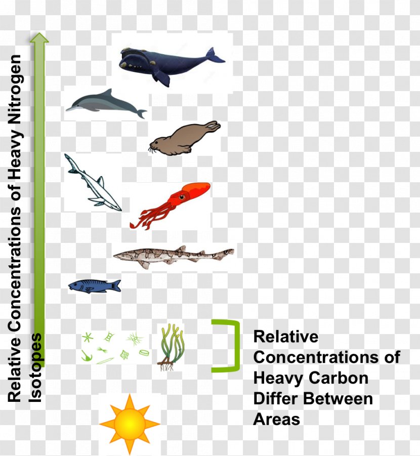 Great White Shark Food Chain Aquatic Animal Web - Lamniformes - Sea Transparent PNG