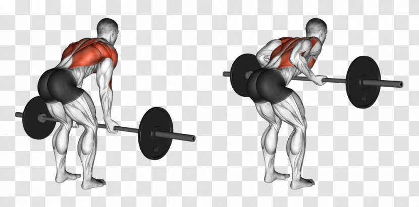 Bent-over Row Barbell Exercise Weight Training - Sports Equipment - Back Exercises Transparent PNG