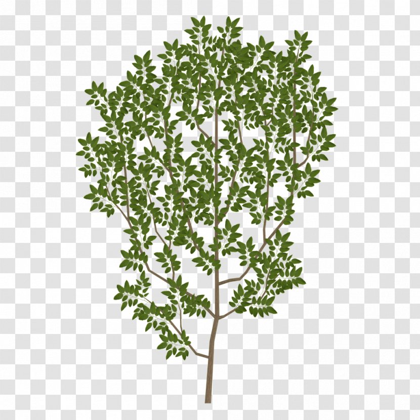 Tree Branch Leaf Texture Mapping UV - Shrub Transparent PNG
