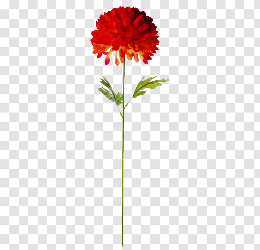 Flower Plant Zinnia Cut Flowers Blanket Flowers Transparent PNG