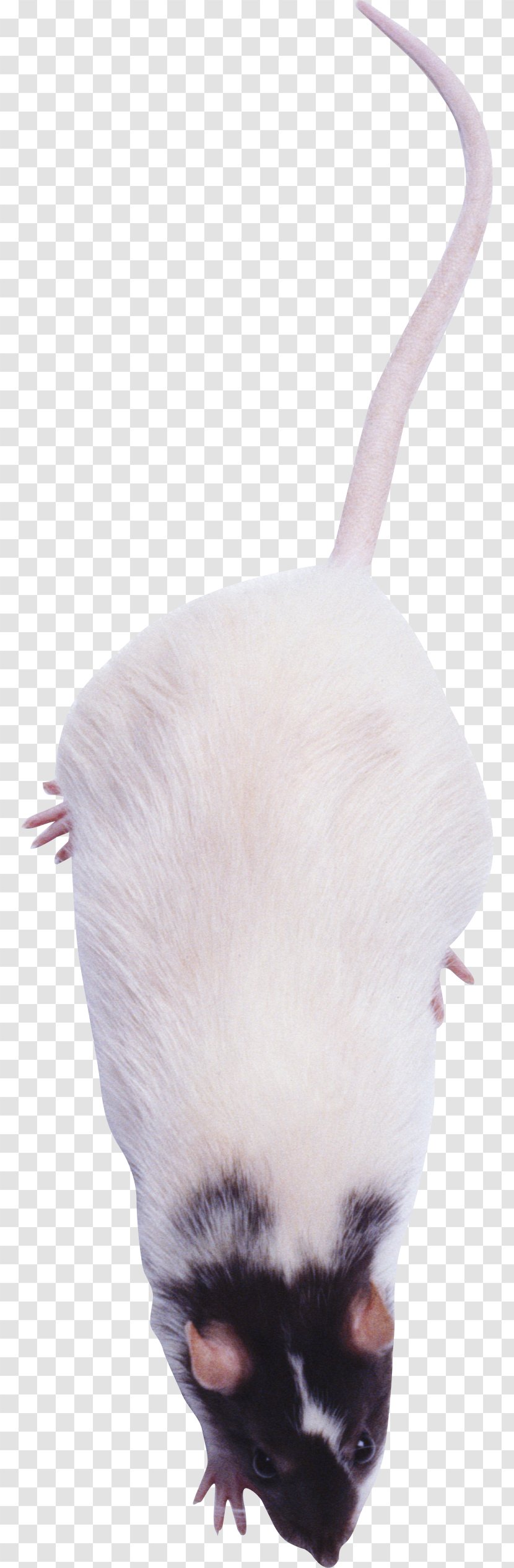 Laboratory Rat Murids Mouse - Cat - Mouse, Image Transparent PNG