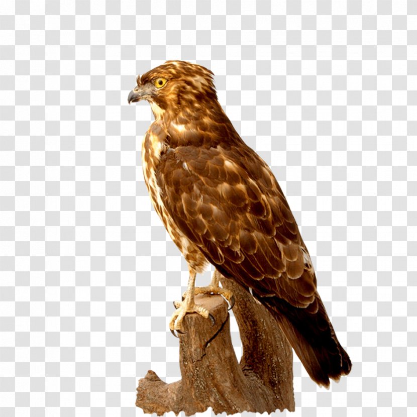 Hawk Bird Buzzard Download - Wildlife - Falcon Transparent PNG