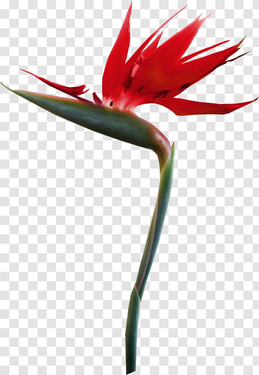 Petal Flower Tropics Clip Art - Wing Transparent PNG