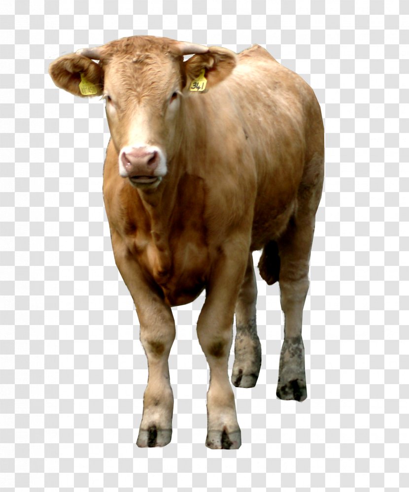 Cattle - Beef - Brown Cow Image Transparent PNG