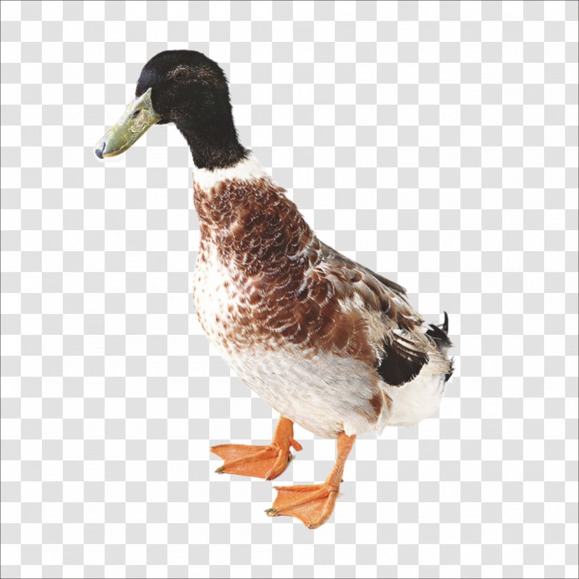 Duck Chicken Domestic Goose - Wildlife Transparent PNG