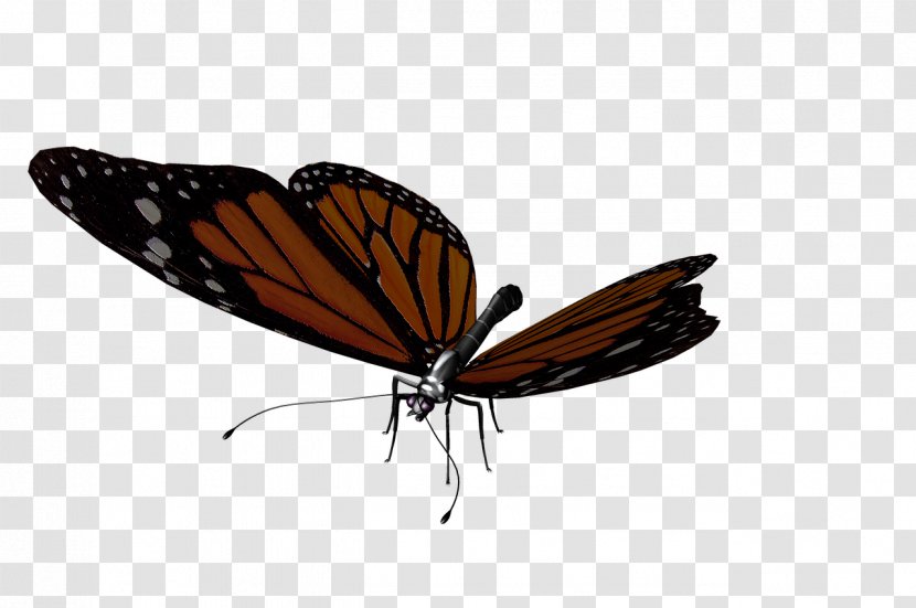Monarch Butterfly Moth Insect - Brush Footed Transparent PNG