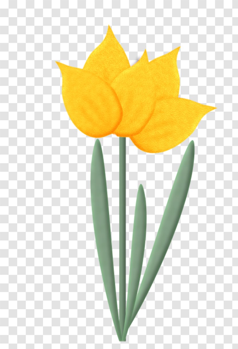 Tulip Flower - Flowering Plant Transparent PNG