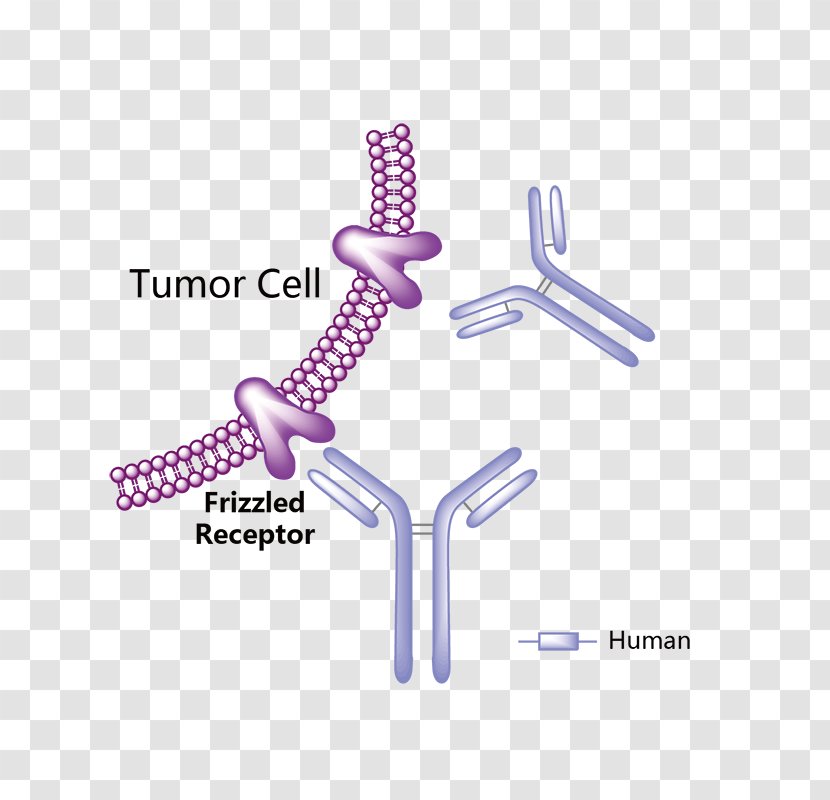Obinutuzumab Trastuzumab Emtansine Vemurafenib Pharmaceutical Drug Monoclonal Antibody - Cancer Cell Transparent PNG