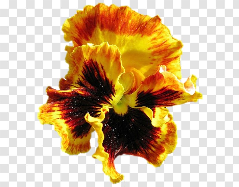 Pansy Cut Flowers Petal - Yellow - Closeup Transparent PNG