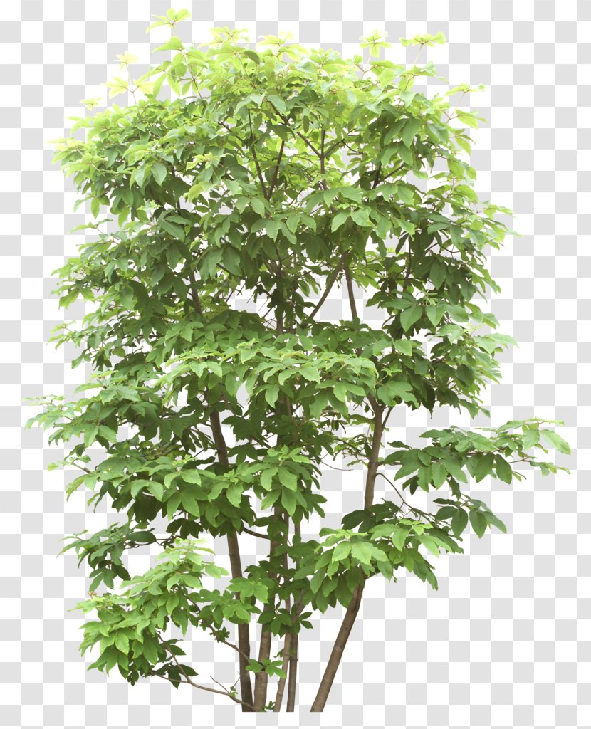 Image File Format Tree Download - Plant - Green Trees Transparent PNG