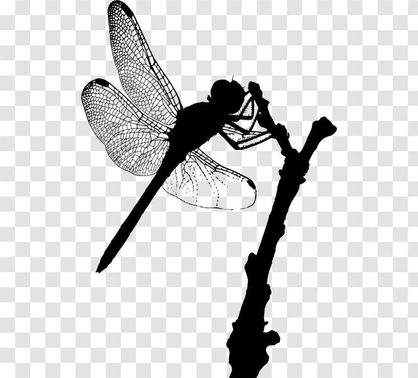 Insect A Dragonfly? Silhouette Damselflies - Odonata - Pest Fly Transparent PNG