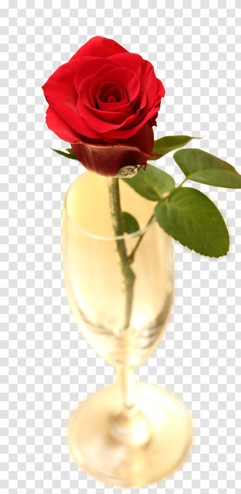 Red Flower Download - Garden Roses - Rose Ornament Transparent PNG