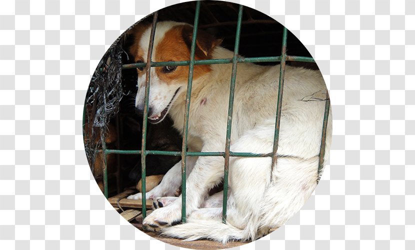 Dog Breed Cruelty To Animals Animal Shelter Transparent PNG