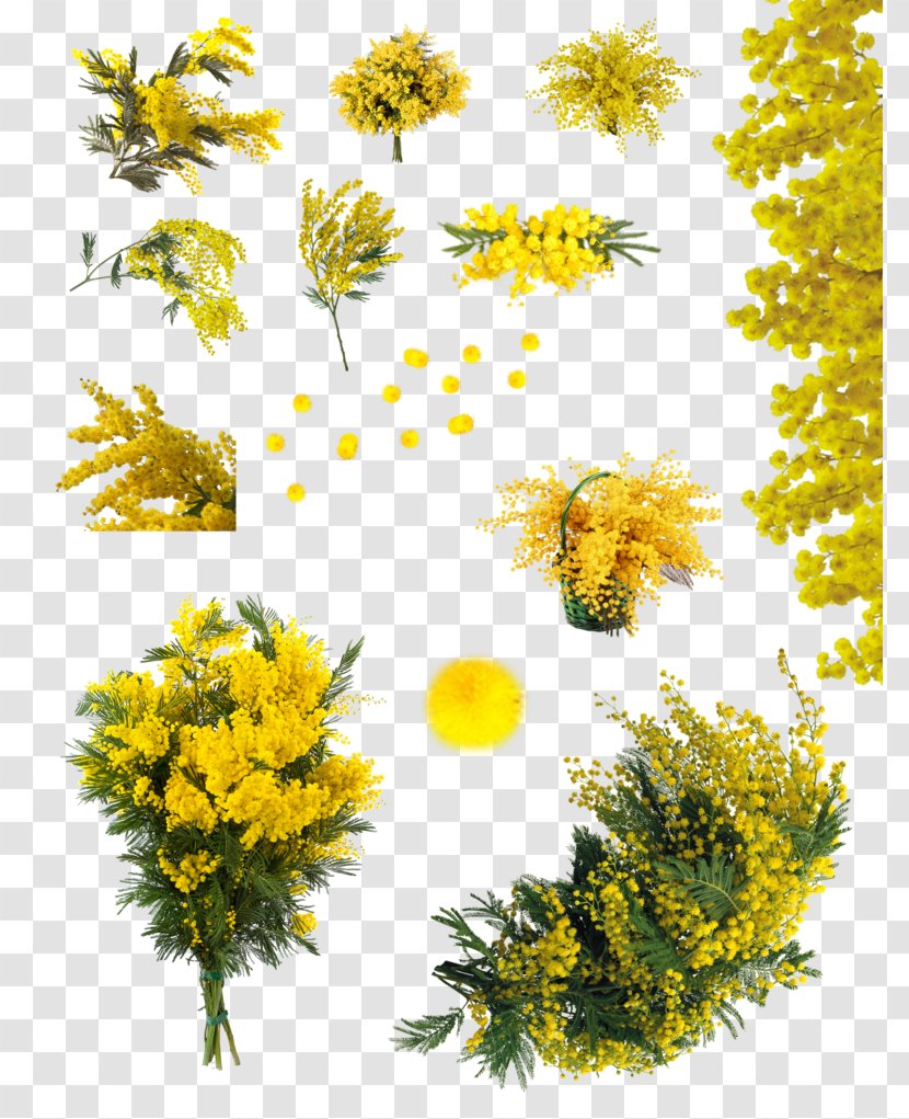 Acacia Dealbata Flower Sensitive Plant - Mimosa Transparent PNG