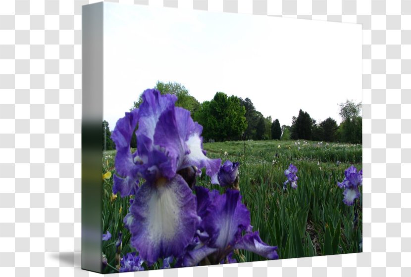Meadow Violet Wildflower Lawn Family - Lavender Transparent PNG