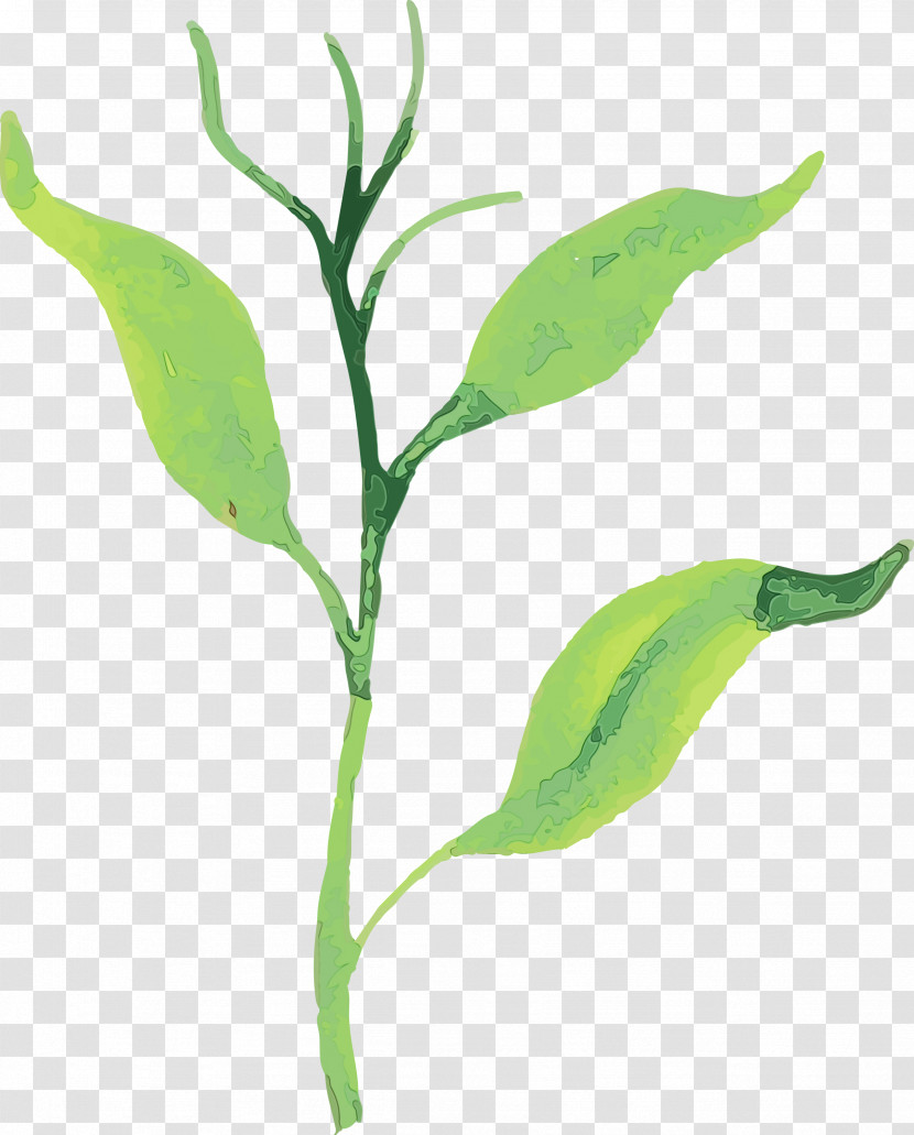 Leaf Plant Stem Plants Science Biology Transparent PNG